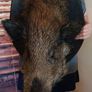 Large wild boar taxidermy mounted Image 3