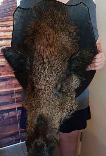 Large wild boar taxidermy mounted