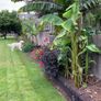 Bananas Plants Image 7
