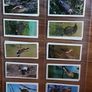 Full set of bird cigarette card's,  1976 black cat Image 4