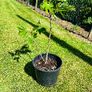 Beautiful Established Fig Tree 3ft Tall in Large Container Image 7