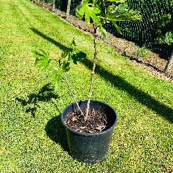 Beautiful Established Fig Tree 3ft Tall in Large Container