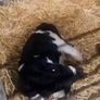 Selection of calfs Image 3