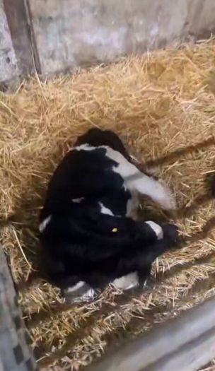Selection of calfs