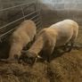 Shearling Rams Image 2