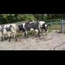 4 Belgian Blue in calf Heifers Image 6