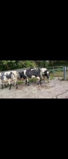 4 Belgian Blue in calf Heifers