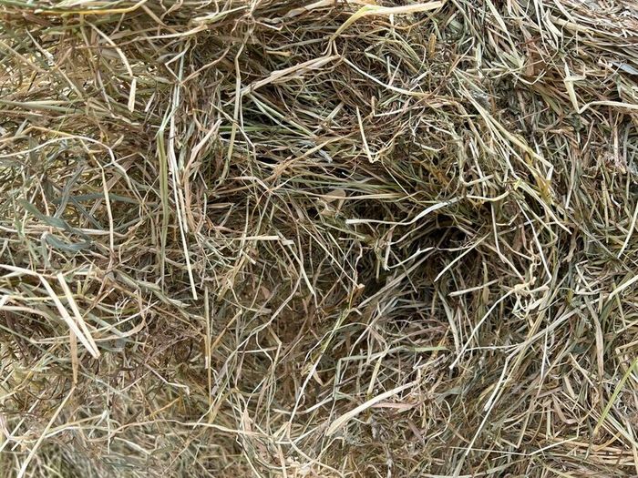 Hay