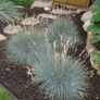 (G) Ornamental Grass Blue Fescue Seeds 0.2g Image 2
