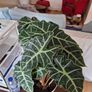 indoor plant Alocasia polly Image 3