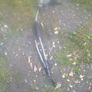 Tdi bora, golf, Audi a3, all parts Image 6