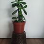 Jade plant Image 4