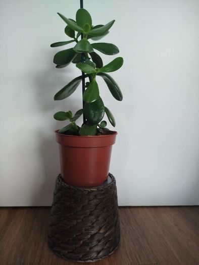 Jade plant