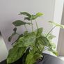 Syngonium Mottled Plant Plant Image 4