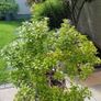 Large pieris japonica plant in a pot Image 5
