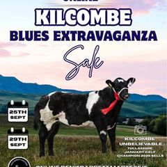 Online Belgian blue sale