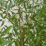bamboo plant Golden Bamboo - Phyllostachys aurea Image 2