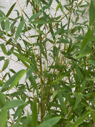 bamboo plant Golden Bamboo - Phyllostachys aurea