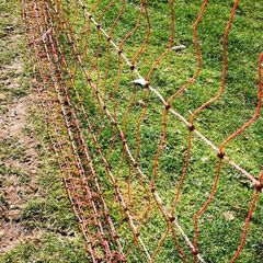 poultry netting