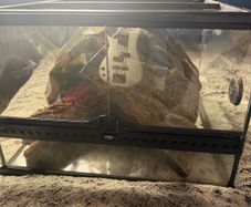 reptile tank