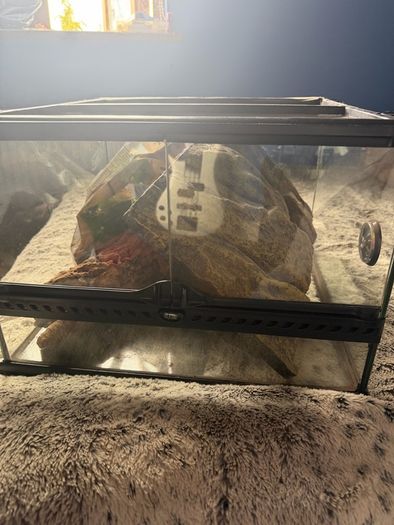reptile tank