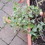 Algerian  Ivy Image 3