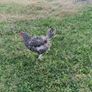 8 laying hens for sale Image 7