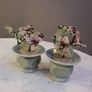 Two Jade Bonsai Trees Image 6