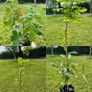 Potted Native Trees and Shrubs Image 2