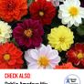 (D) Dahlia Bloody Mary seeds 0.4g (413485) Image 3