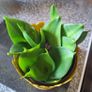 Small Sansevieria Hahnii in Yellow Pot Image 6