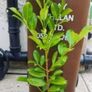 Premium 3 Foot Tall Cherry Laurel Image 6