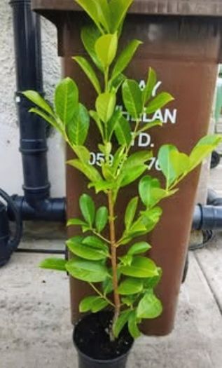 Premium 3 Foot Tall Cherry Laurel