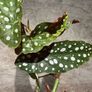 plant Polka Dot Begonia Image 4