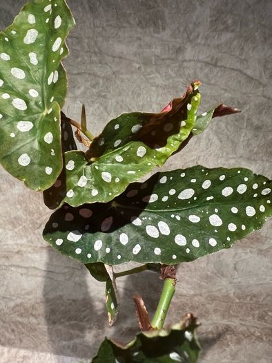 plant Polka Dot Begonia