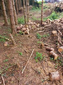cut timber
