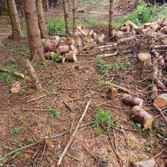 cut timber