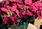 Large Christmas Artificial Plant