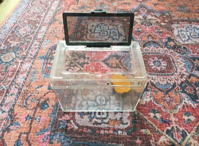 terrarium 30cm x 22cm x 18 cm plastic