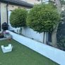 Buxus Lollipop Trees x 4 Image 5