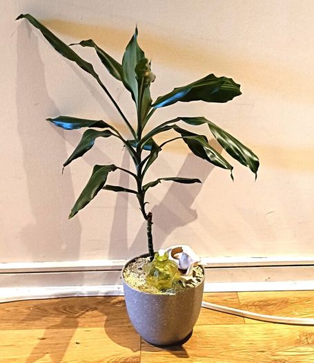 DRACENA - photos edit