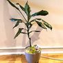 DRACENA - photos edit Image 4