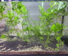 aquarium plants