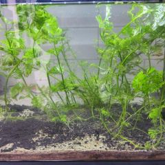 aquarium plants