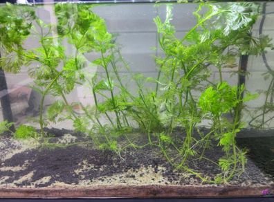 aquarium plants