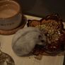 Winter White hamster for adoption Image 2