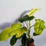 Philadendron Golden Violin Plant Image 5