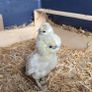 silkie chicks Image 3