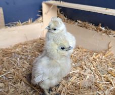 silkie chicks