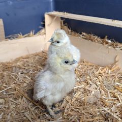 silkie chicks